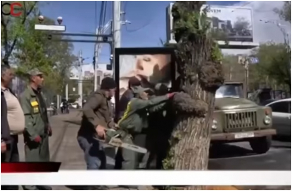 Երևանում ոչնացնում են կանաչ ու առողջ ծառերը՝ փոխարինելով սակուռաներով-ցախավելներով (տեսանյութ)